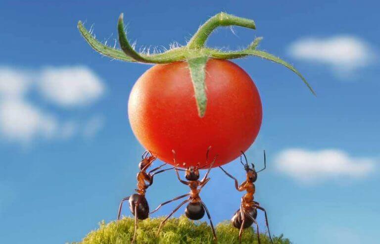 pest management